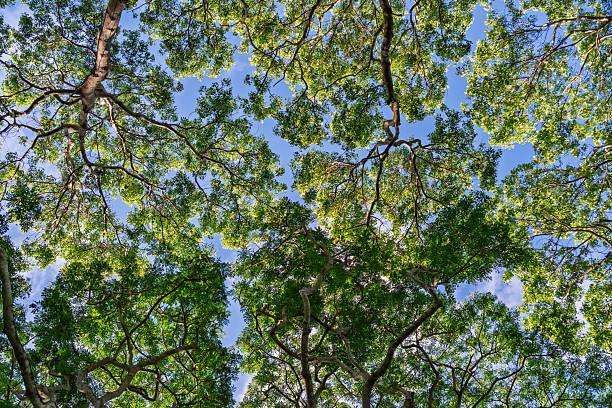 Sky through treetops in Albany Park, Auckland