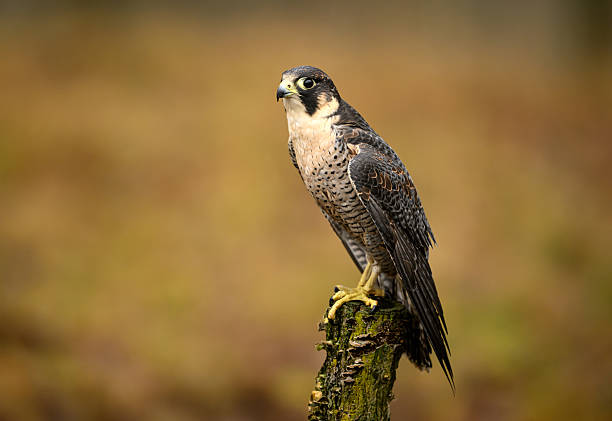 istock Peregrine Falcon ( Falco peregrinus )  close up 2253160346