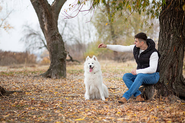 istock A guy trains his pet Samoyed while sitting in a park by the river 2253160560