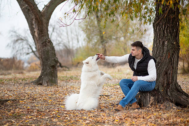 istock A guy trains his pet Samoyed while sitting in a park by the river 2253160580