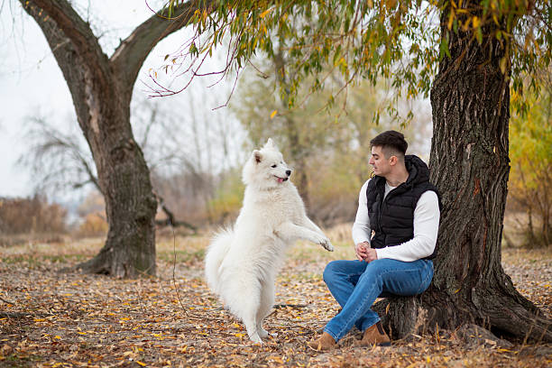 istock A guy trains his pet Samoyed while sitting in a park by the river 2253160599