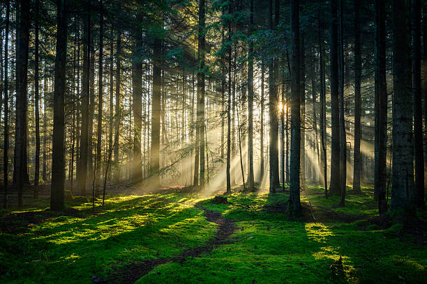istock Beautiful sunny morning in green forest 2253160979