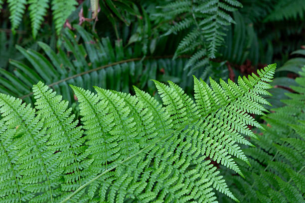 istock Fern leaf in Redwoods National Park 2253161111
