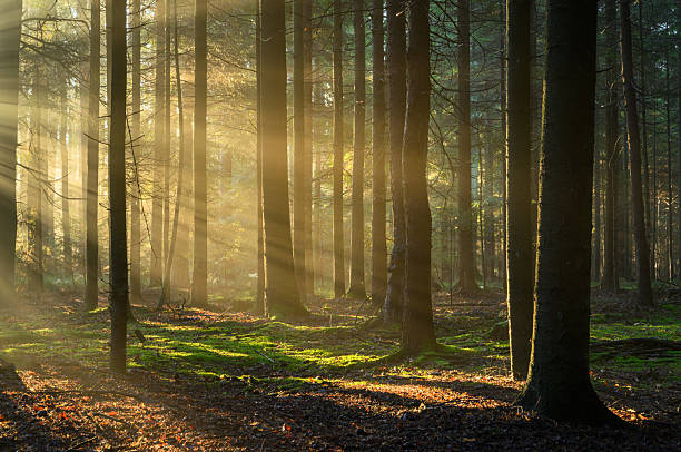 istock Beautiful sunny morning in green forest 2253161293