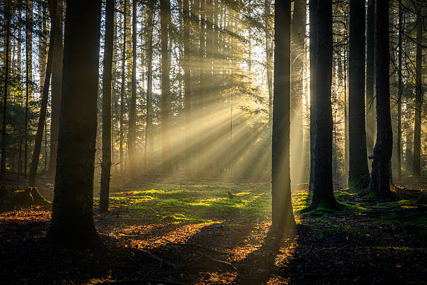 Sunlight streams between the branches of a tree during dusk, casting vibrant rays against a hazy backdrop. The warm glow creates an enchanting and tranquil ambiance in nature.