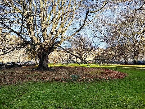 A sunny winter's day view of St James Square in Bath, featuring a large, bare tree dominating the foreground of a grassy area scattered with fallen leaves. In the background, Georgian-style buildings line the square, with several cars parked along the street.