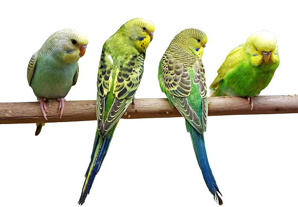 istock Budgerigars on a horizontal branch isolated on white. Melopsittacus undulatus 2253162650