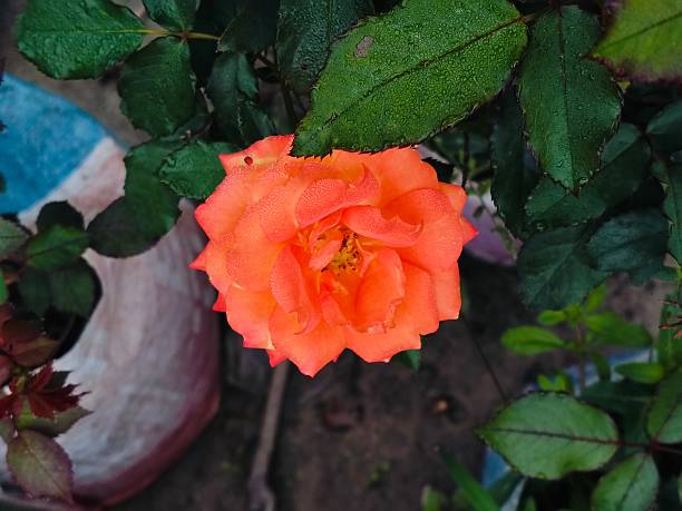 Orange rose flower close photography