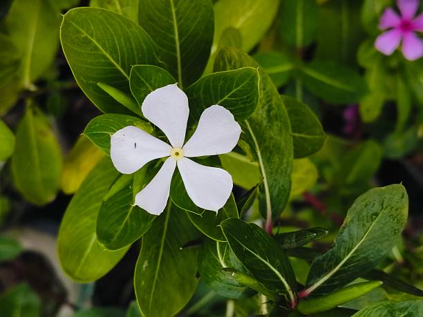 istock White flower green leaves photography 2253165365
