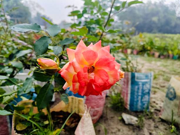 Orange rose flower plant photography