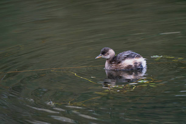 A Little Grebe or Dabchick (Tachybaptus ruficollis) swimming calmly in a pond with dark green water and ripples. Wild waterfowl in natural wetland habitat.