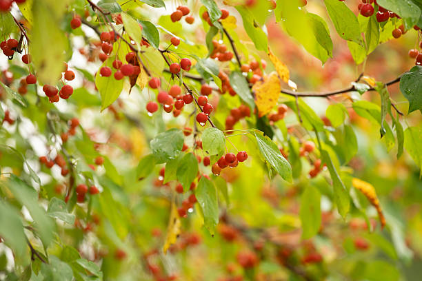 Crab Apple in Autumn
