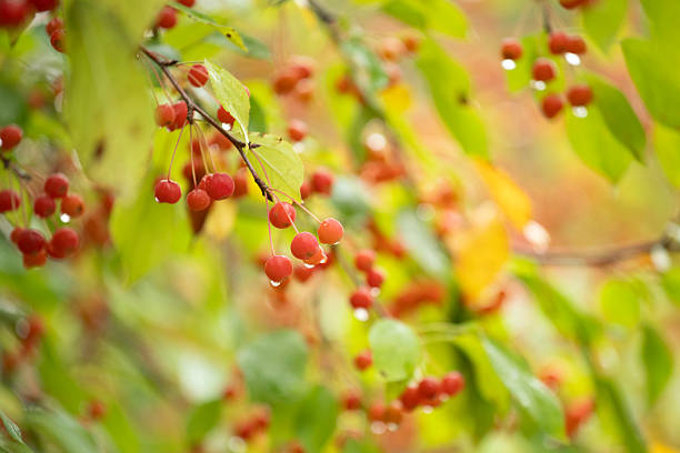 Crab Apple in Autumn