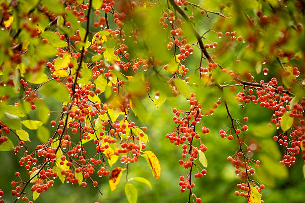 Crab Apple in Autumn