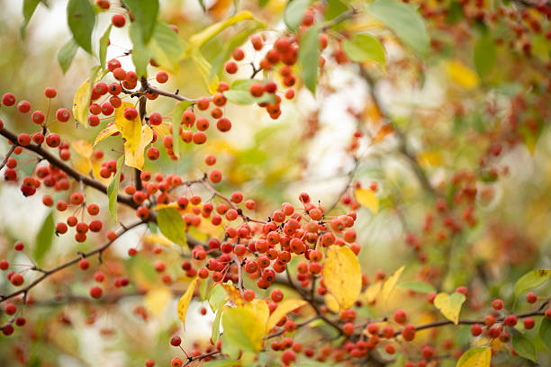 Crab Apple in Autumn