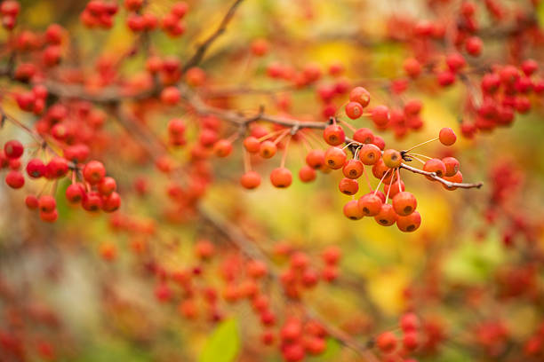 Crab Apple in Autumn