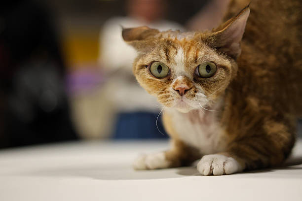 funny Ginger and White Cat with Expressive Green Eyes