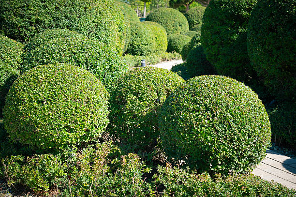 Evergreen spherical shrubs in a flowerbed are a decorative element of landscape design.