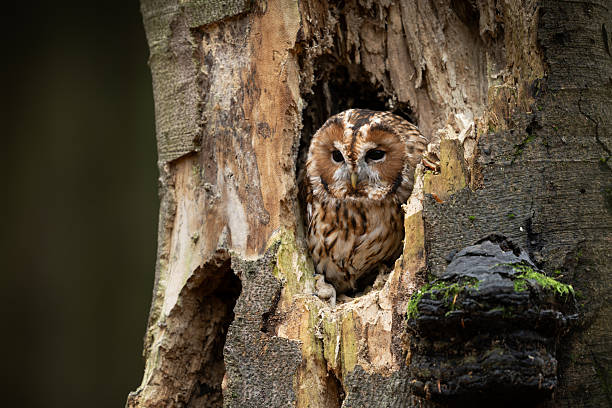 Tawny owl ( Strix aluco ) sitiing in the nest