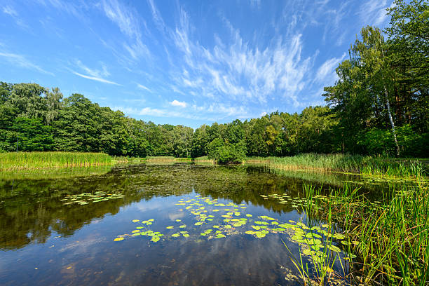 istock Beautiful summer day over the small pond in the forest 2253171103