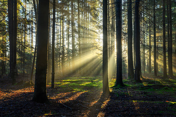 istock Beautiful sunny morning in the forest 2253171385