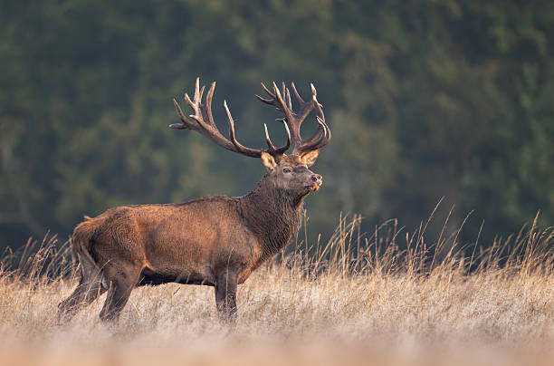 istock Deer male buck ( Cervus elaphus ) during rut 2253171484