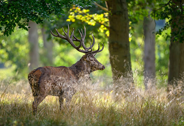 istock Deer male buck ( Cervus elaphus ) during rut 2253171530