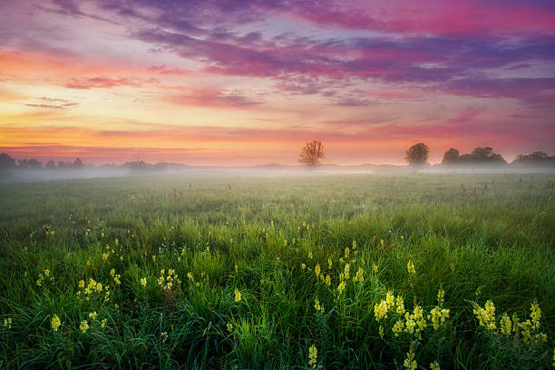 istock Misty summer morning over the forest glade 2253172677