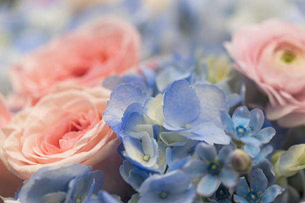 Macro Close Up of White Ranunculus with Blue Hydrangea and Peach Roses Bouquet