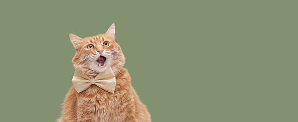 istock Hungry Funny Ginger Cat Licking Lips on Sage Green Background 2253174170