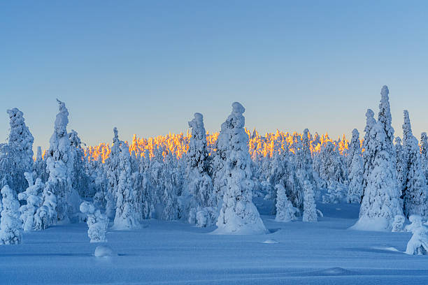 Warm light illuminates snow-covered trees on top of a frozen hill at sunset, Valtavaara, Ruka, Finnish Lapland, Finland