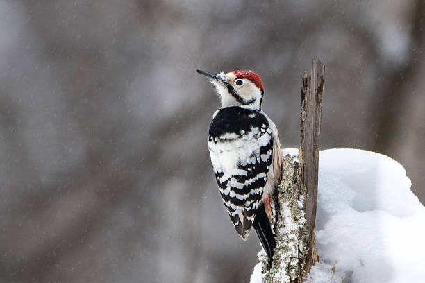 istock Great Spotted Woodpecker 2253175895