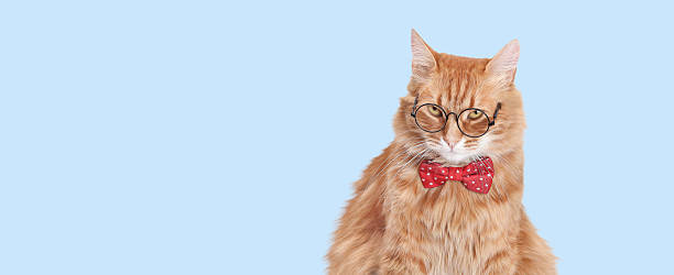 istock Serious Ginger Cat with Glasses and Red Bow Tie 2253176085