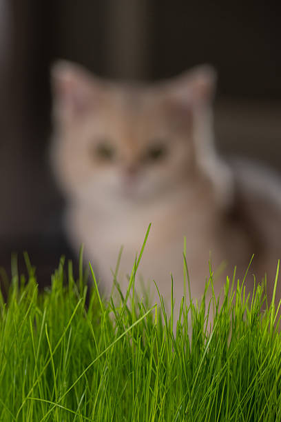 A curious domestic cat focused on fresh green cat grass in a modern indoor home setting. Shallow depth of field highlights the vibrant grass in the foreground while the cat remains softly blurred in the background. Ideal for concepts such as pet care, healthy lifestyle for cats, indoor pets, curiosity, and natural nutrition.