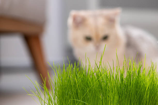 A curious domestic cat focused on fresh green cat grass in a modern indoor home setting. Shallow depth of field highlights the vibrant grass in the foreground while the cat remains softly blurred in the background. Ideal for concepts such as pet care, healthy lifestyle for cats, indoor pets, curiosity, and natural nutrition.