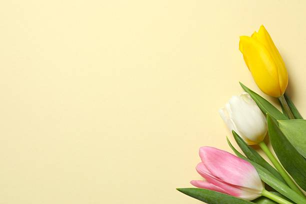 Beautiful fresh tulips on color background