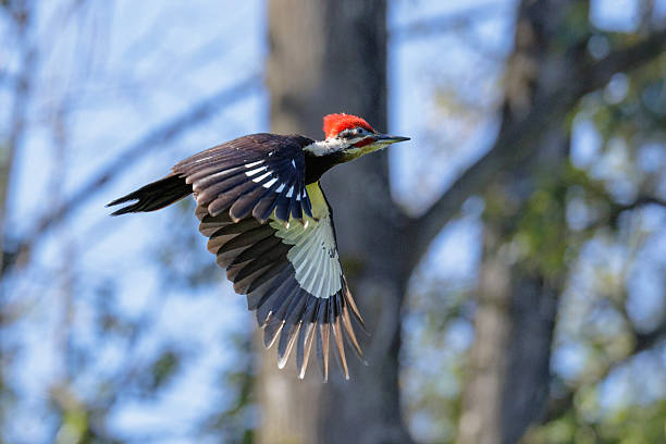 istock Pileated Woodpecker bird 2253179990