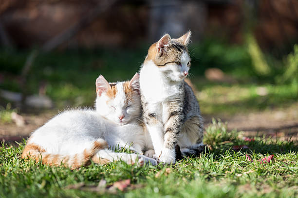 One tabby and white cat and one white cat with ginger markings lying close to each other, showing calm and relaxed behavior.