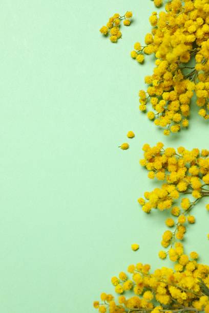 istock Beautiful composition with spring mimosa branches on a color background 2253180673