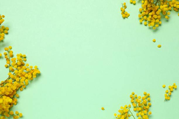 istock Beautiful composition with spring mimosa branches on a color background 2253180681