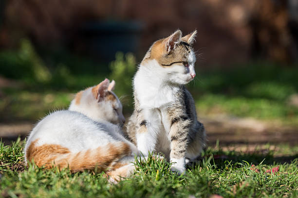 Two cats relaxing on grass in sunlight. Tabby and white domestic cats resting outdoors with soft natural light and blurred background. Pet companionship, calm lifestyle, and animal care concept.
