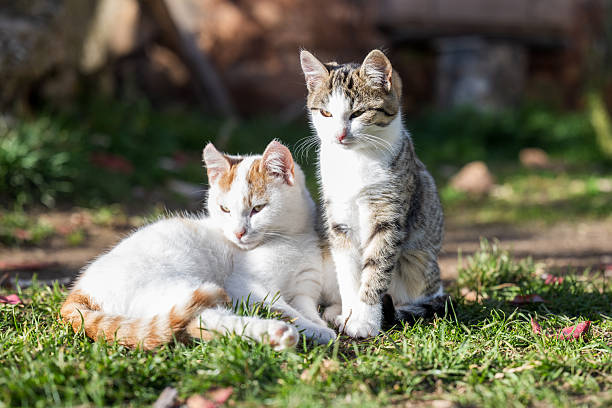 istock One tabby and white cat and one white cat with ginger markings lying close to each other, showing calm and relaxed behavior. 2253181349