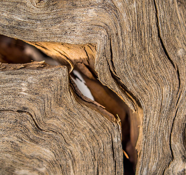 Close-up of textured, weathered wood with intricate patterns and natural lines