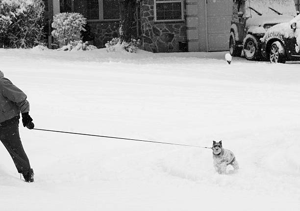 A man pulling his dog in community after snowstorm in Pennsylvania, USA
