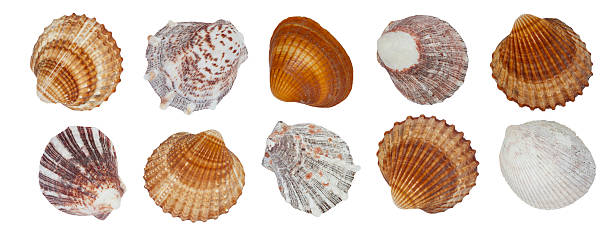 istock A row of shells of different colors and patterns. The shells are arranged in a row and isolated on a white transparent background. 2253182767