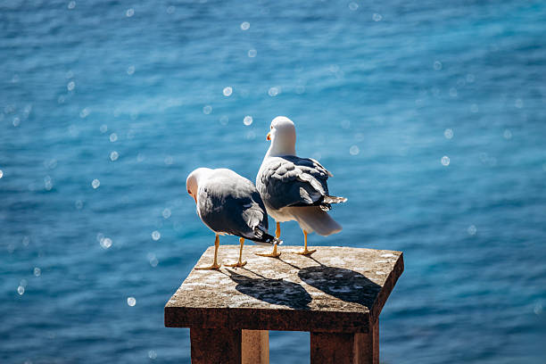 Two seagulls standing on a stone pillar overlooking the Mediterranean Sea
