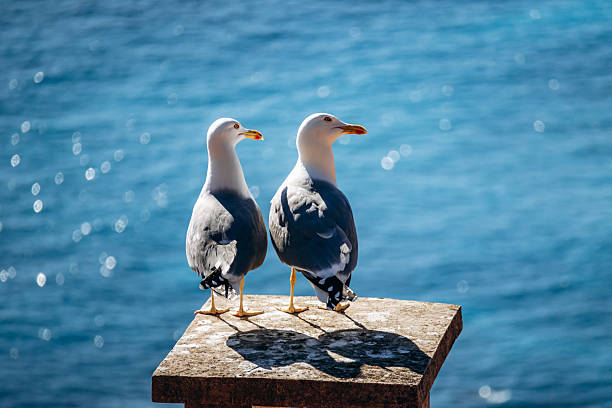 Two seagulls standing on a stone pillar overlooking the Mediterranean Sea