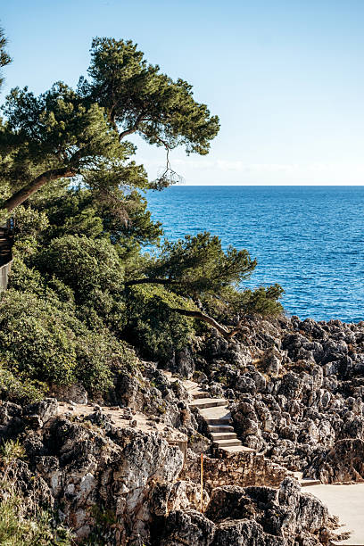 istock A scenic coastal landscape with rugged rocky cliffs, Mediterranean pine trees, and stone steps leading down toward the turquoise sea under a clear blue sky, capturing the natural beauty of the French Riviera 2253184741