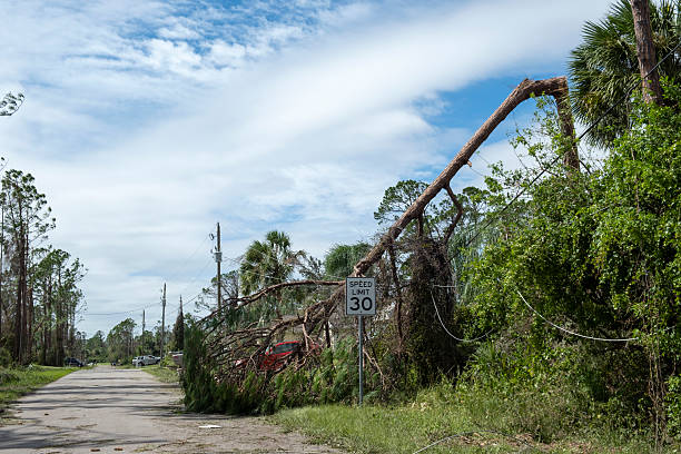 istock Fallen down big tree on power and communication lines after hurricane in Florida. Consequences of natural disaster 2253186289