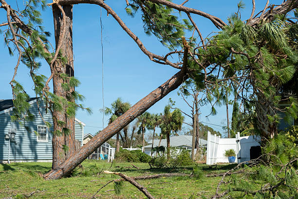 istock Tree damage to home rooftop after hurricane in Florida. Fallen down debris after strong tropical storm winds. Consequences of natural disaster 2253186296